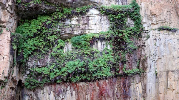 Ferns growing on a cliff at katherine gorge — Stock Photo, Image