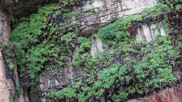 Närbild av ormbunkar på en klippa vid Katherine Gorge — Stockfoto