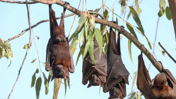 Male fruit bats roosting at katherine gorge — 图库照片