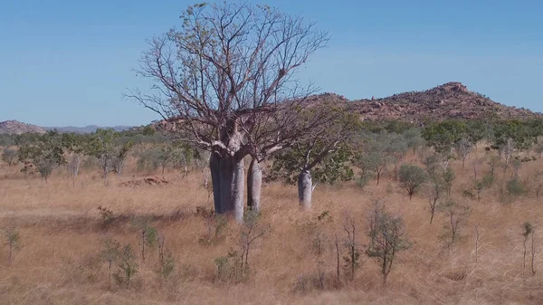Tiro aéreo voando para trás de uma árvore de baobá e uma colina na kimberley — Fotografia de Stock