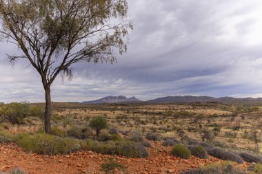 Tjoritja 'daki Sonder Dağı' nda küçük bir ağaç. Kuzey bölgesinin batı Macdonnell Ulusal Parkı.