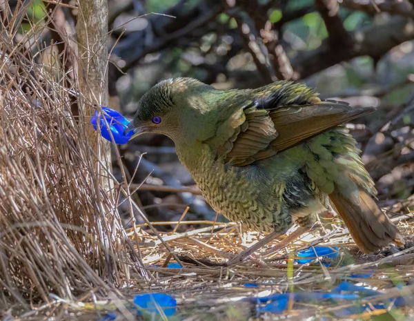 A female satin bowerbird bower holding a blue bottle cap at a bower in a forest — Stock Photo, Image