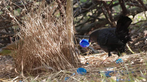 Erkek saten çardak kuşu mavi bir şişe kapağı tutarken dişi çardakta — Stok fotoğraf
