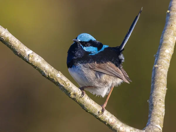 Close shot of a male superb fairy wren perched on a branch — 스톡 사진