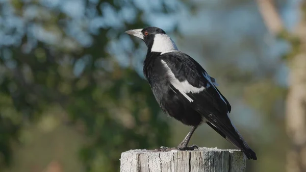 Gros plan d'une pie australienne sur un poteau de clôture — Photo