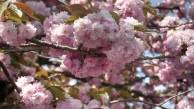 Tokyo, Japonya 'daki İmparatorluk Sarayı' nda kiraz çiçeklerinin yakın plan çekimi.