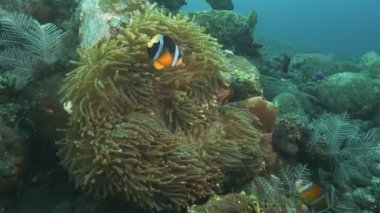 Clarkii palyaço balığı ve ev sahibi anenomları Bali, Endonezya 'da özgürlük enkazında.