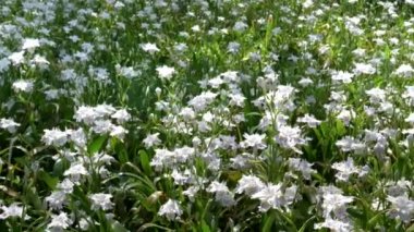 Japon iris tarlası Tokyo, Japonya 'daki İmparatorluk Sarayı' nın doğu bahçesinde büyüyor.