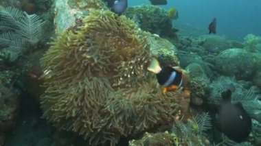 Clarkii palyaço balığı ve ev sahibi anenomları Bali, Endonezya 'da özgürlük enkazında.