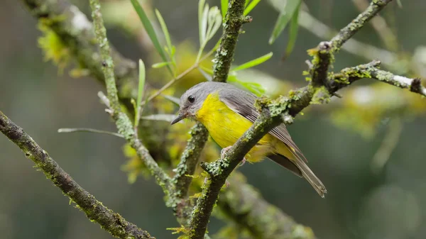 Eastern Yellow Robin Rainforest Tree Forest Central Coast Nsw Australia — Stockfoto