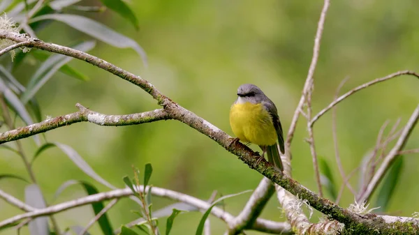 Front View Eastern Yellow Robin Perched Tree Branch Forest Central — Fotografia de Stock