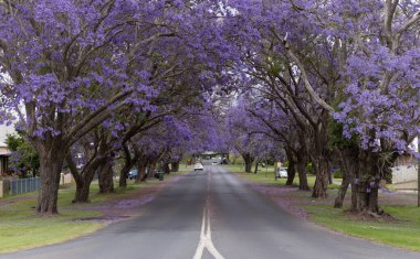 flowering jacaranda trees along pound street during the jacaranda festival at grafton in nsw, australia
