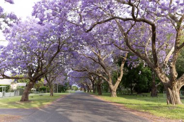 flowering jacaranda trees on bacon street during the jacaranda festival at grafton in nsw, australia