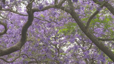 Jakaranda festivali sırasında NSW, Avustralya 'daki grafton' da çiçek açan büyük dallar ve jakaranda ağaçlarının gölgeleri.