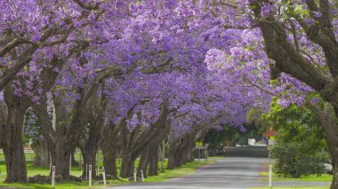 Gravton, Avustralya 'daki Gravton' da düzenlenen jakaranda festivali sırasında büyük çiçek açan Jacaranda ağaçlarıyla dolu bir cadde.