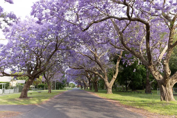 WSW, Avustralya 'daki Grafton' da düzenlenen jakaranda festivali sırasında pastırma sokağında çiçek açan jakaranda ağaçları.