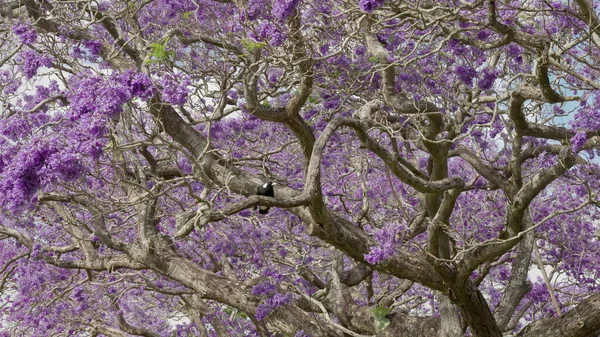 Tiro Largo Pássaro Magpie Uma Árvore Jacaranda Flowering Durante Festival — Fotografia de Stock