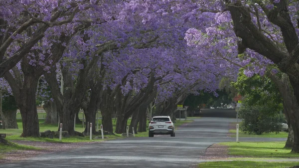 a car drives past large flowering jacaranda trees at grafton in nsw, australia