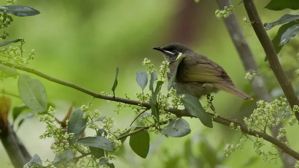 Lewins Honeyeater Starting Feed Flowers Forest Central Coast Nsw Australia — Fotografia de Stock