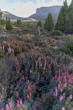 Tazmanya, Avustralya 'daki Kudüs Ulusal Parkı' nın duvarlarında çiçek açan Scoparia ve Süleyman 'ın çayırı.
