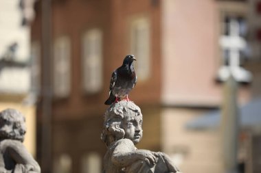 Heykelin başındaki şehir güvercini onun damlalarıyla kirlenmiş. 