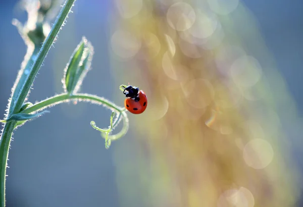 一只红色的小瓢虫在散步 寻找蚜虫来吃 — 图库照片