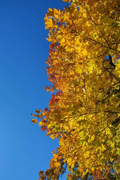Beautiful Autumn Colors Sunny Day — Stock Photo, Image
