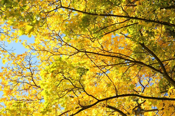 Beautiful Autumn Colors Sunny Day — Stock Photo, Image