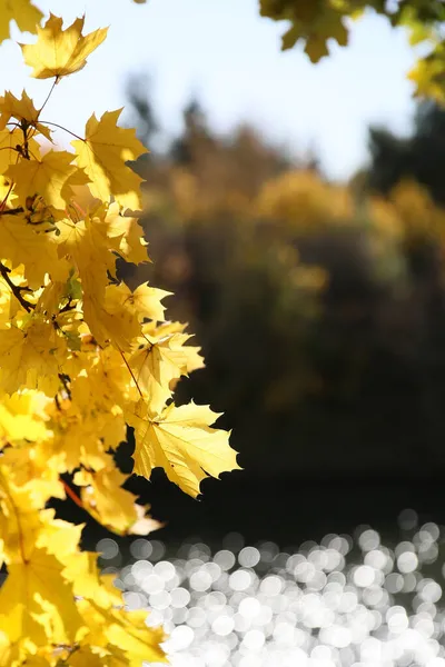 Beautiful Autumn Colors Shores Lake — Stock Photo, Image
