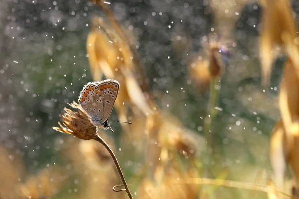 Een Prachtige Kleurrijke Vlinder Rustend Een Gouden Achtergrond — Stockfoto