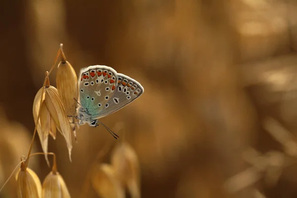 Ein Schöner Bunter Schmetterling Der Auf Einem Goldenen Hintergrund Ruht — Stockfoto