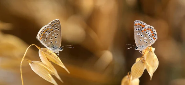 Deux Papillons Sont Assis Face Autre Par Une Journée Ensoleillée — Photo