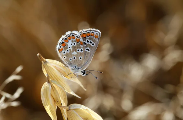 Beautiful Little Colorful Butterfly Resting Sunny Day — Stock Photo, Image