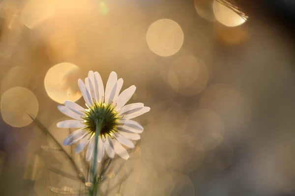 정원의 아름다운 꽃들은 보기에 도아름답고 향기롭습니다 — 스톡 사진
