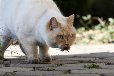 Beyaz bir İngiliz kedisi, küçük bir fareyle oynuyor..