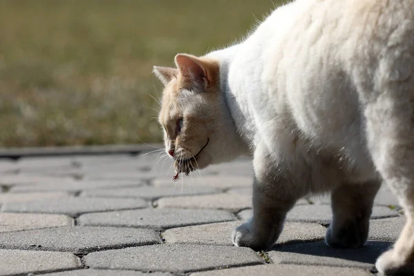 Gatto Inglese Bianco Gioca Con Piccolo Topo — Foto Stock