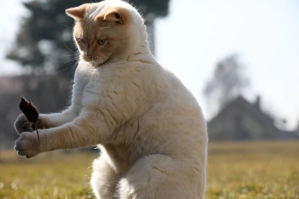 Gatto Inglese Bianco Gioca Con Piccolo Topo — Foto Stock