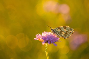 Latince 'deki güzel bir yaz böceği bir çiçek nektarı içer..