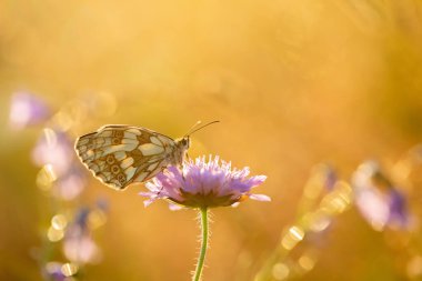 Latince 'deki güzel bir yaz böceği bir çiçek nektarı içer..
