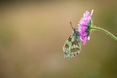 Latince 'deki güzel bir yaz böceği bir çiçek nektarı içer..