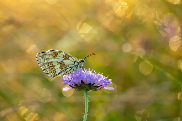 Frumoasă Insectă Vară Latină Bea Nectar Flori — Fotografie, imagine de stoc