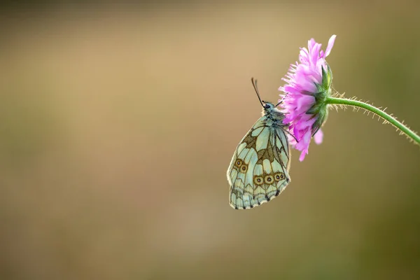 Een Prachtig Zomer Insect Latin Drinkt Een Bloem Nectar — Stockfoto