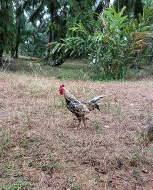 Öğleden sonra yemek arayan bir horoz.