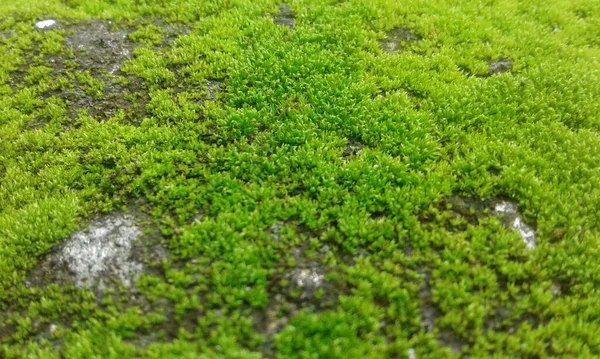 Green Moss Stuck Rock — 스톡 사진