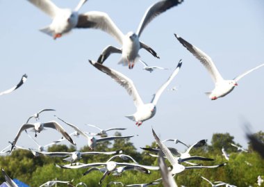 Martılar gruplar halinde uçar.