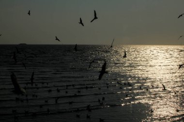 silhouette of seagulls flying on the water