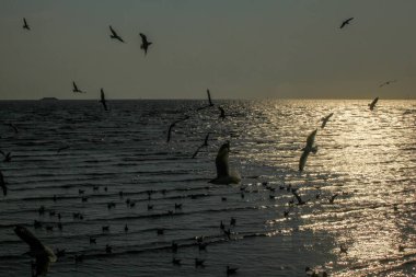 silhouette of seagulls flying on the water