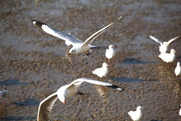 White Seagull Flying Beautifully Arranged — Zdjęcie stockowe