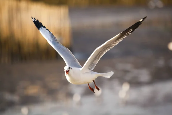 Witte Meeuw Vliegen Prachtig Gerangschikt — Stockfoto