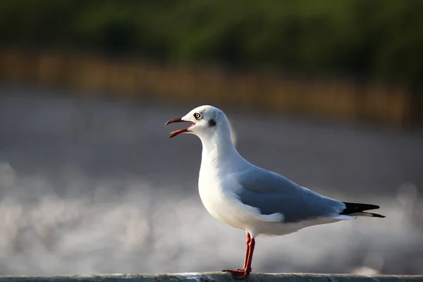 White Seagull Sitting Smiling —  Fotos de Stock